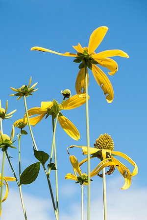 Ganargua Meadow Preserve