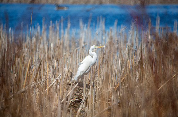Great Egret