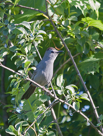 Gray Catbird