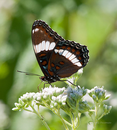 White Admiral