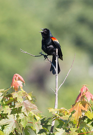 Red Winged Blackbird