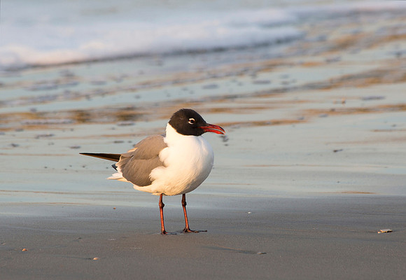 laughing gull