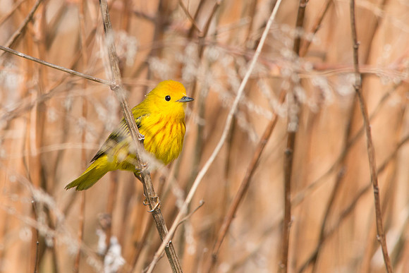Yellow warbler