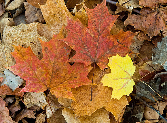 "Autumn is a second spring where every leaf is a flower."  Albert Camus