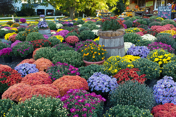 Fall mums - a burst of color