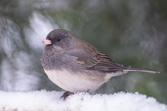 Dark-eyed Junco