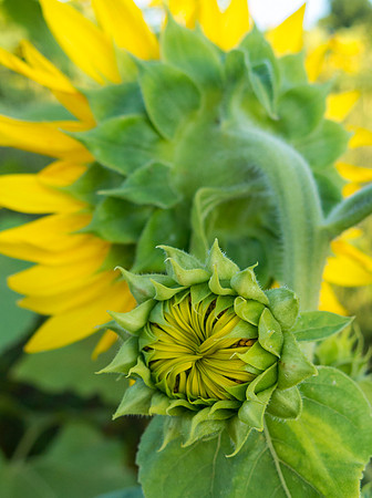 "I hope some day to meet God, because I want to thank Him for the flowers." ~ Robert Brault