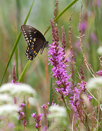 Black Swallowtail