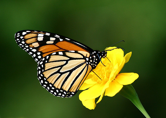 monarch on a marigold