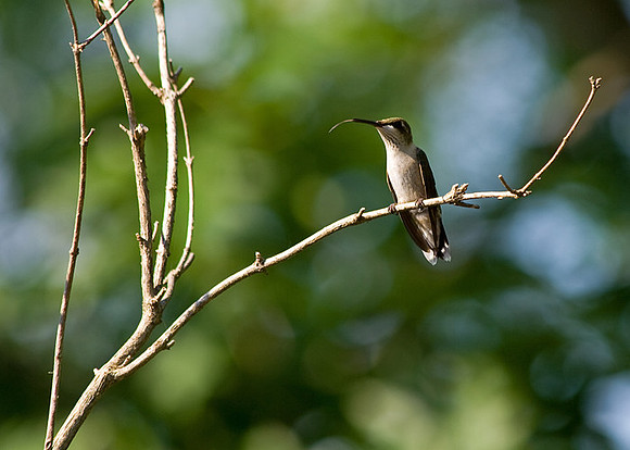 sticking her tongue out! (female ruby-throated humming bird)