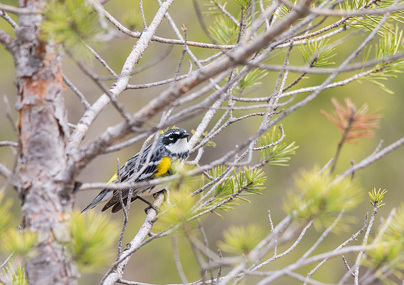 Yellow Rumped Warbler May 4, 2016