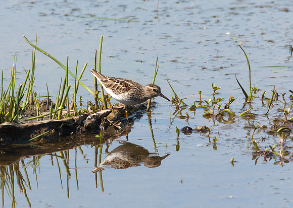 5/11/16 Least Sandpiper
