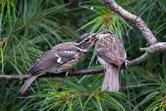 Momma grosbeak feeding junior