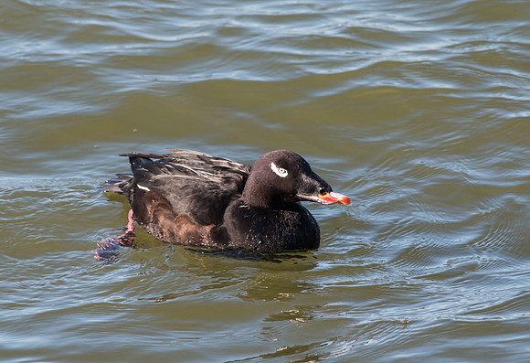 White-winged Scoter (M) Irondequoit Bay