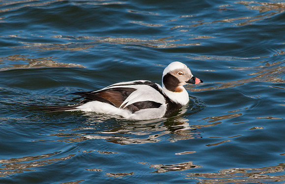 longtailed duck Irondequoit Bay Outlet