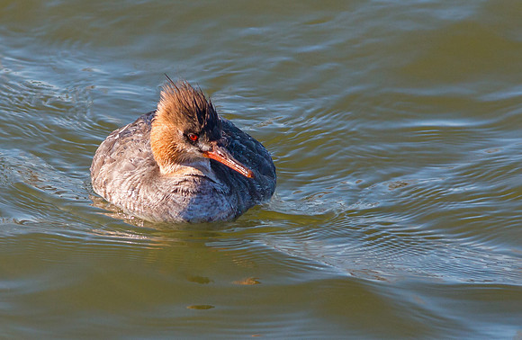 Red Breasted Merganser (F) Irondequoit Bay Outlet