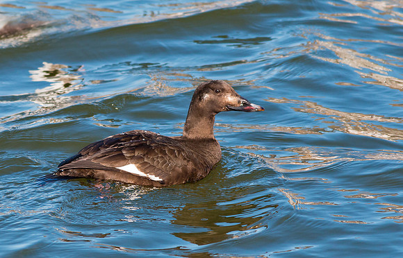 White-winged Scoter (F) Irondequoit Bay
