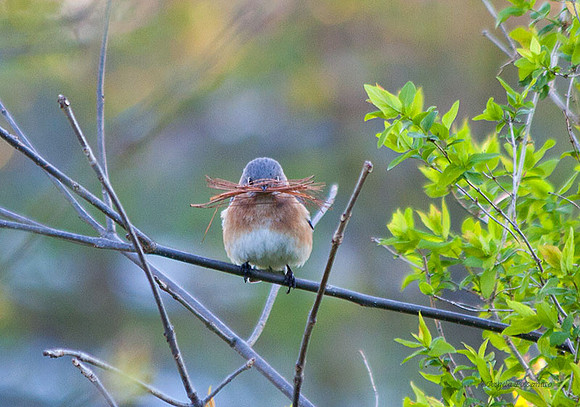 bluebird