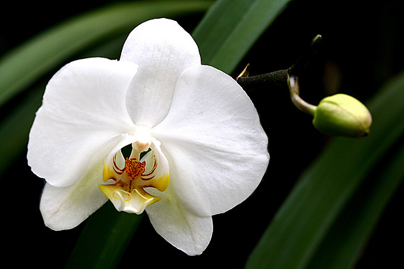 Orchid and Buddy