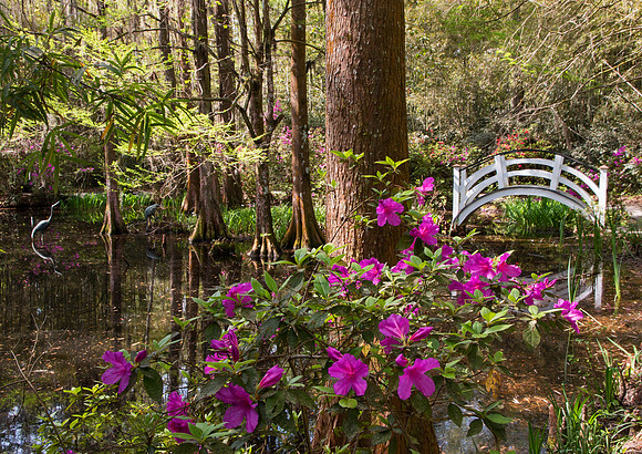 Magnolia Gardens