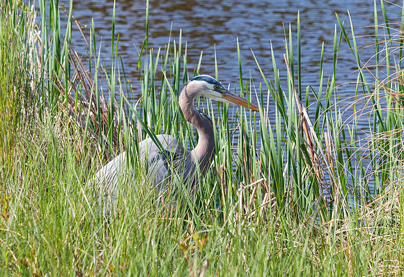 Great Blue Heron
