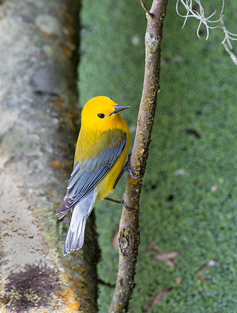 Prothonotary Warbler, Audubon Swamp Garden at Magnolia Gardens