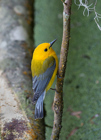 Prothonotary Warbler (Magnolia Gardens Audubon Swamp Garden, S.C.)