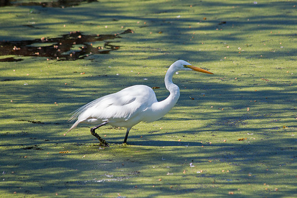 Great Egret - Middleton Place, S.C.