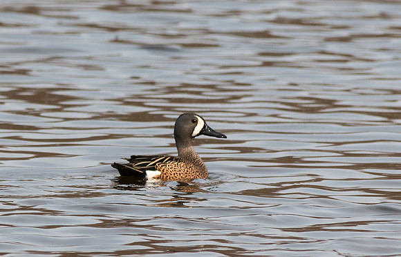 Blue Winged Teal