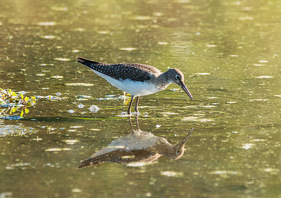 Sandpiper