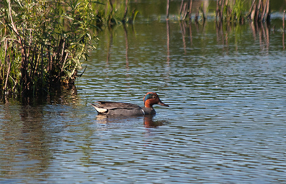 Green winged teal