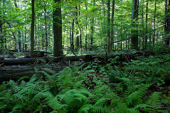 on the wooded trail at Chimney Bluffs State Park