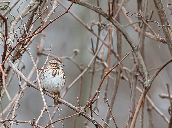 song sparrow