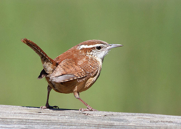 Carolina Wren