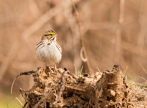 Savannah Sparrow (I think)