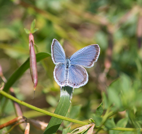 Eastern Tailed Blue