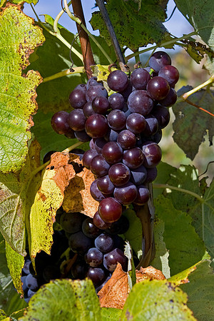 Fruit of the Finger Lakes