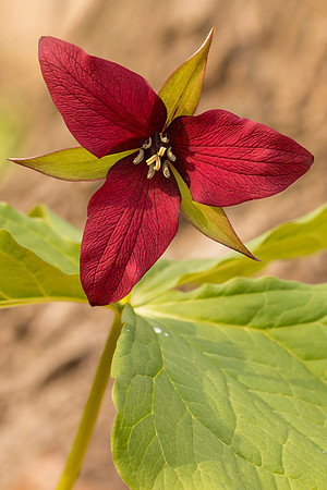 Wake Robin (red trillium).  What a beauty!