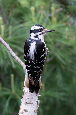 Hairy Woodpecker