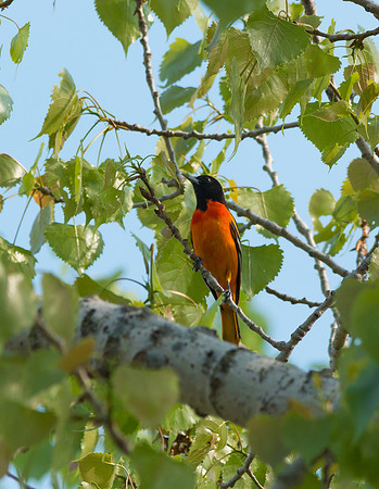 Baltimore Oriole HANA 5/9/15