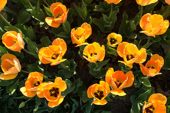 The tulip bed is one of the highlights of the lilac festival