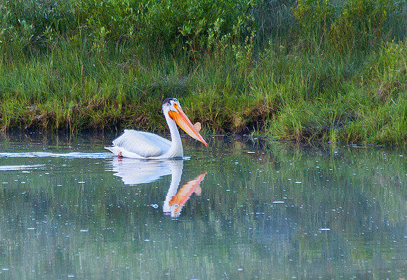 White Pelicans on the Snake River, WY