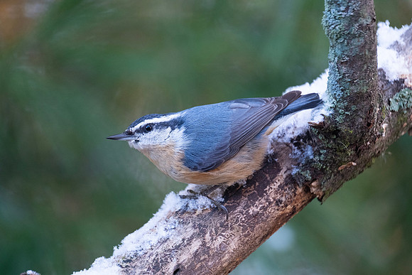 red breasted nuthatch