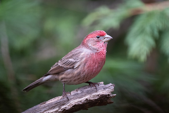 house finch, male