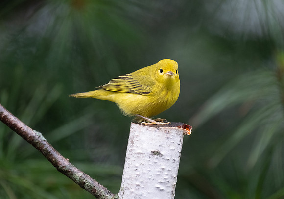 Yellow warbler, young male