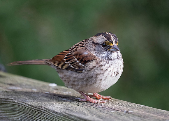 White-throated sparrow
