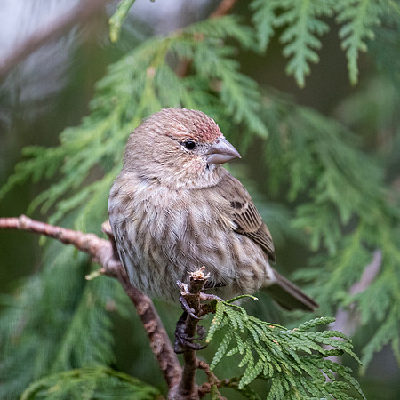 female house finch