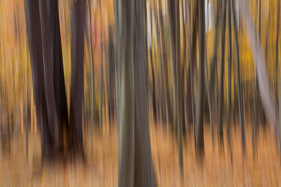Forest  Impression 2