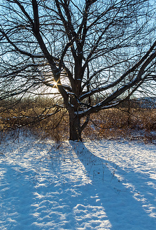 “We can learn a lot from trees: they’re always grounded but never stop reaching heavenward.”— Everett Mamor