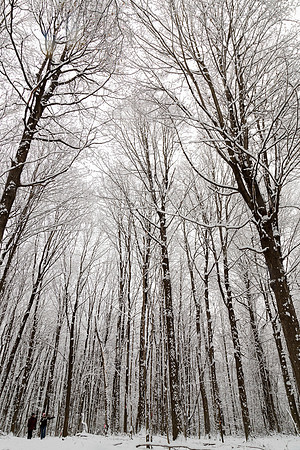 "Let's take our hearts for a walk in the woods and listen to the magic whispers of the old trees" ~ unknown